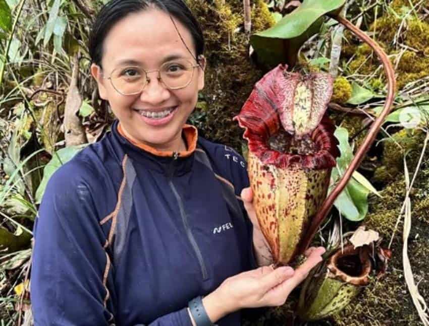 A researcher gestures to a nepenthes pongoides plant.