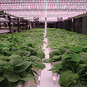 A room filled with plants and lights.