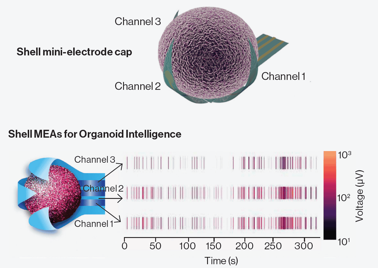 Organoidactivity 1