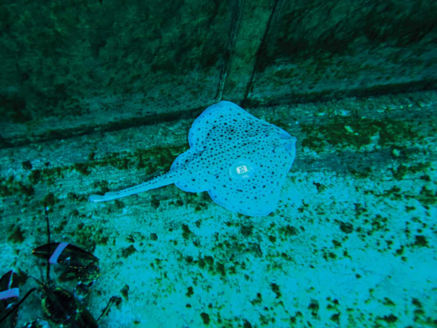 A skate with a bims tag that looks round with the number 35 on it.