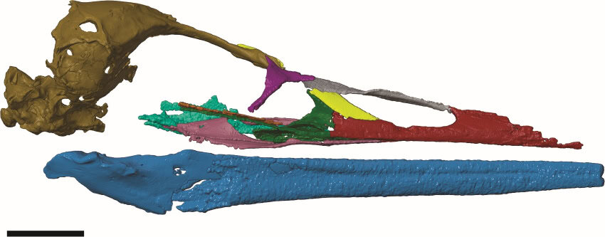 A digitally-created image of a bird skull with different sections represented in a separate colour