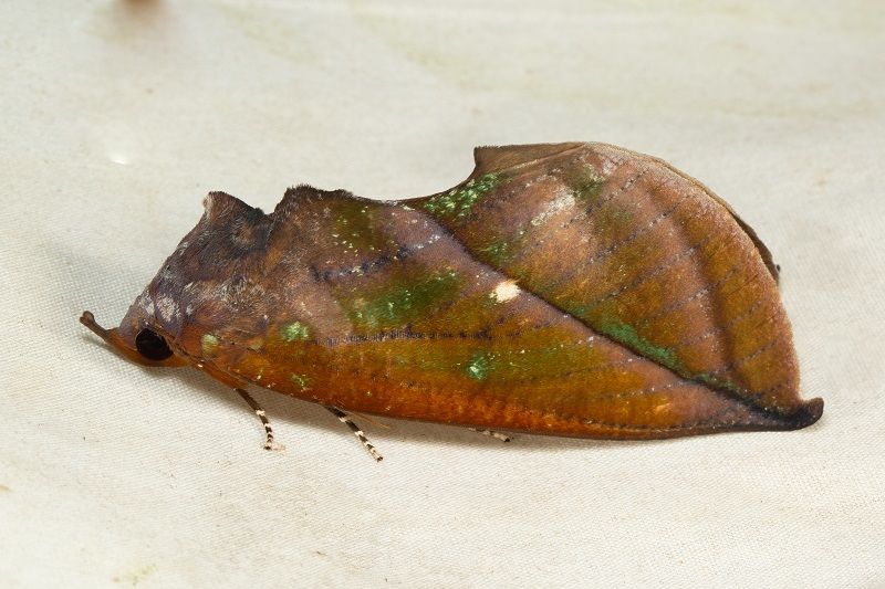 A moth whose wings look like a brown, crumpled leaf. Shiny areas make the wings look 3d.
