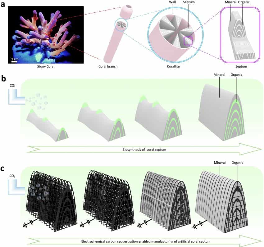 An image composed of 3 rows of diagrams. In the top row is an image of a stony coral, followed by illustrations of its internal structures. The middle row shows illustrations of how hard coral builds up on itself successively over time. The bottom row shows illustrations of a scaffolded structure being filled over time to form the new building material