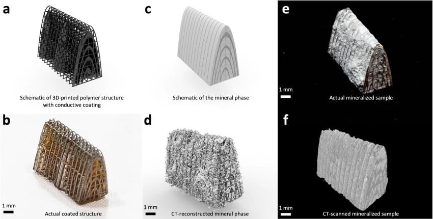 44334 2024 12 fig3 html cropped 850