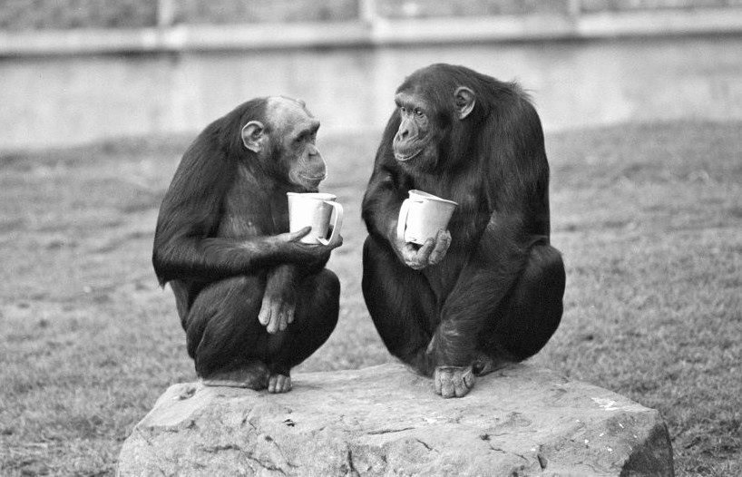 Two chimps bought together in the hope that they will have sex and mate at blackpool zoo,1st january 1980. (photo by mervyn berens/mirrorpix via getty images)