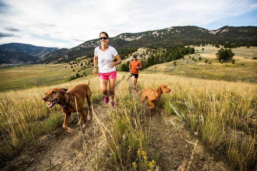 A man and woman running up a hiking trail with their two brown dogs