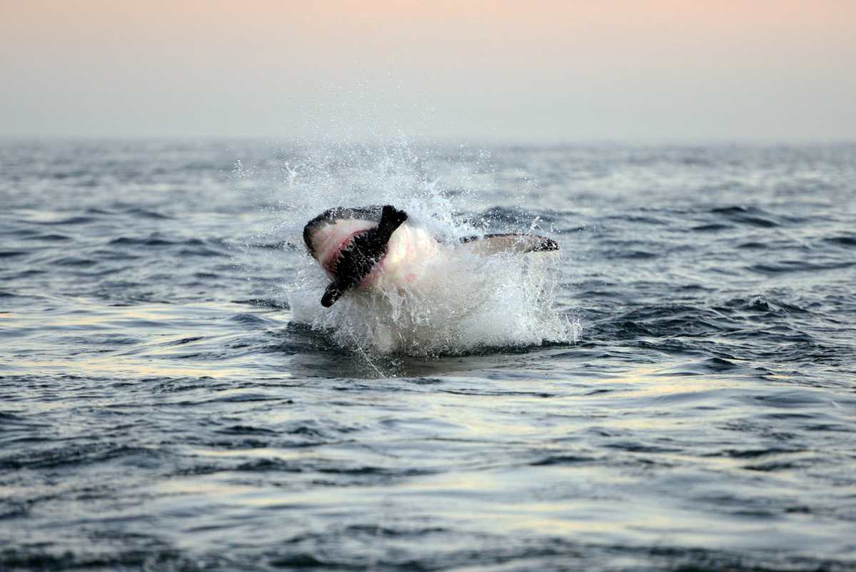 A Great White Shark breaches in the water of False Bay, nearby Cape Town, South Africa.