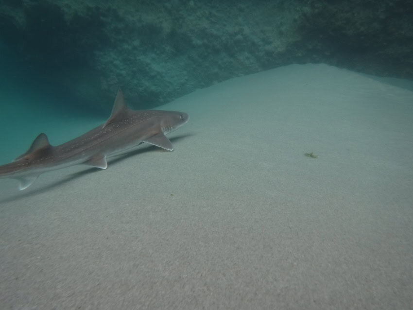 A small grey shark with white spots swims along the seafloor