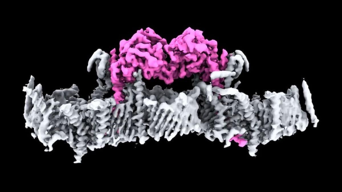 An illustration of a protein complex, one coloured pink and the other grey, on a black background