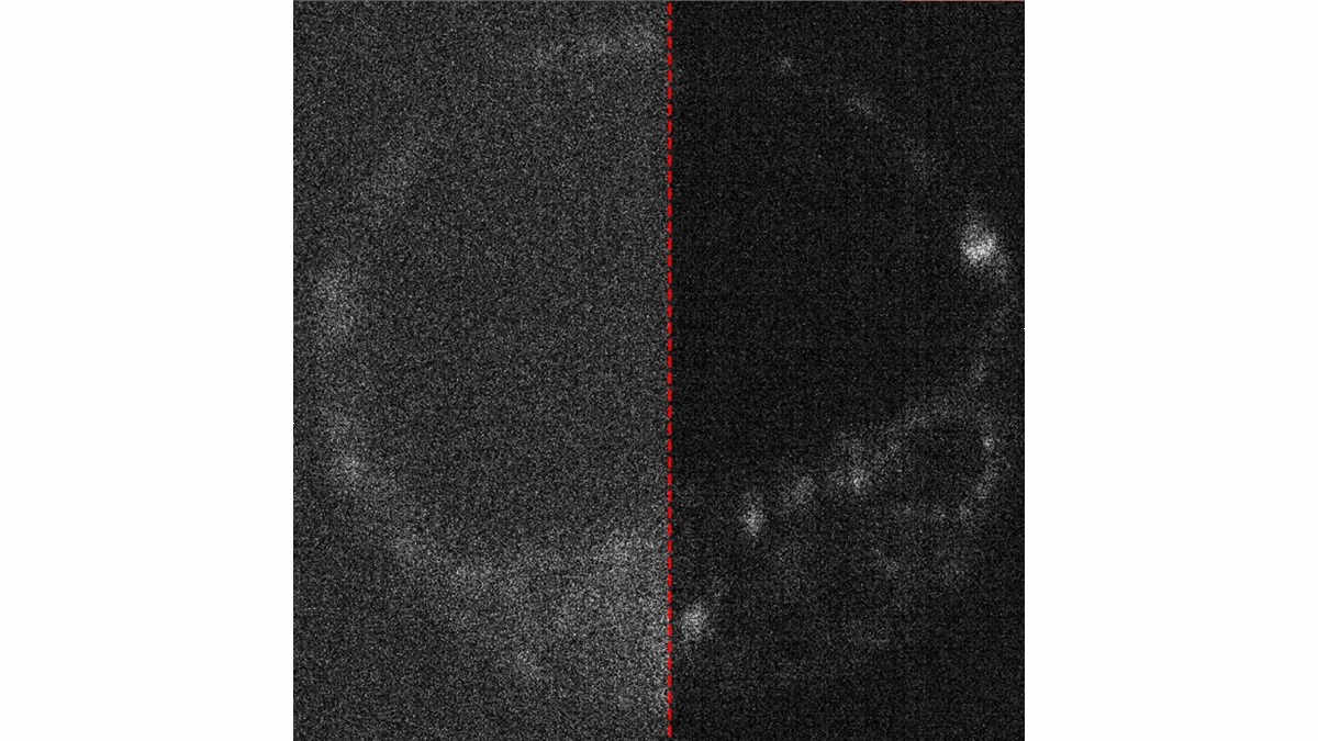 Blurry image of mouse embryo divided in half