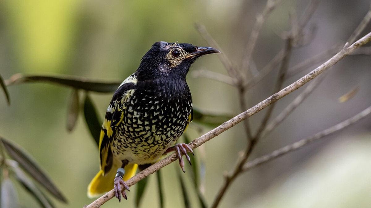 Yellow and black bird regent honeyeater on stick branch