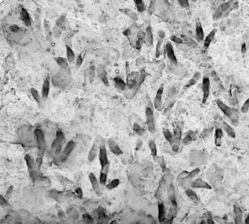 Close up scan of dinosaur footprints