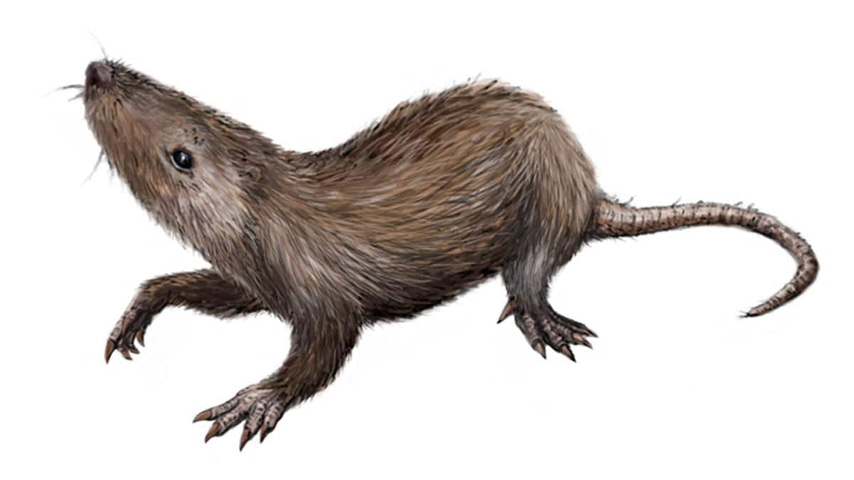 Small brown ancient mammal illustration