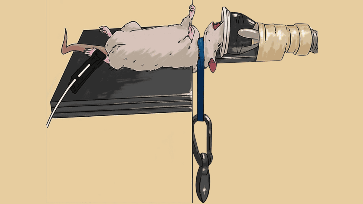 Call for retraction of australian study causing concussion and strangulation in rats