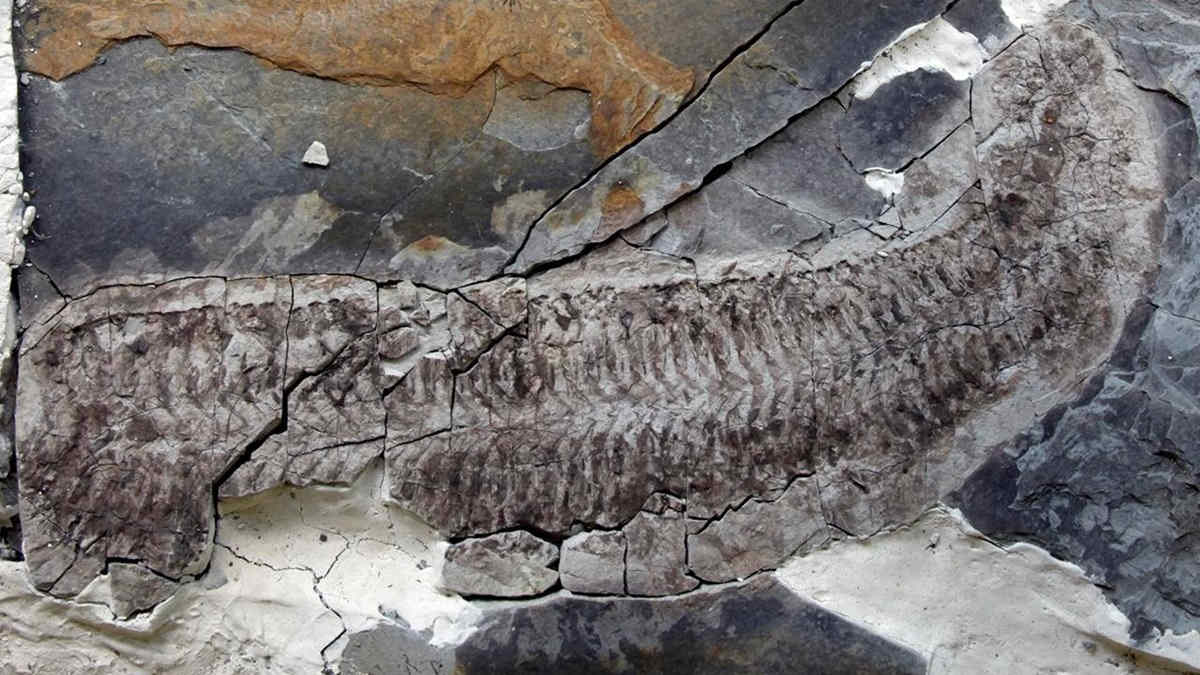Long fossil in rock internal organs