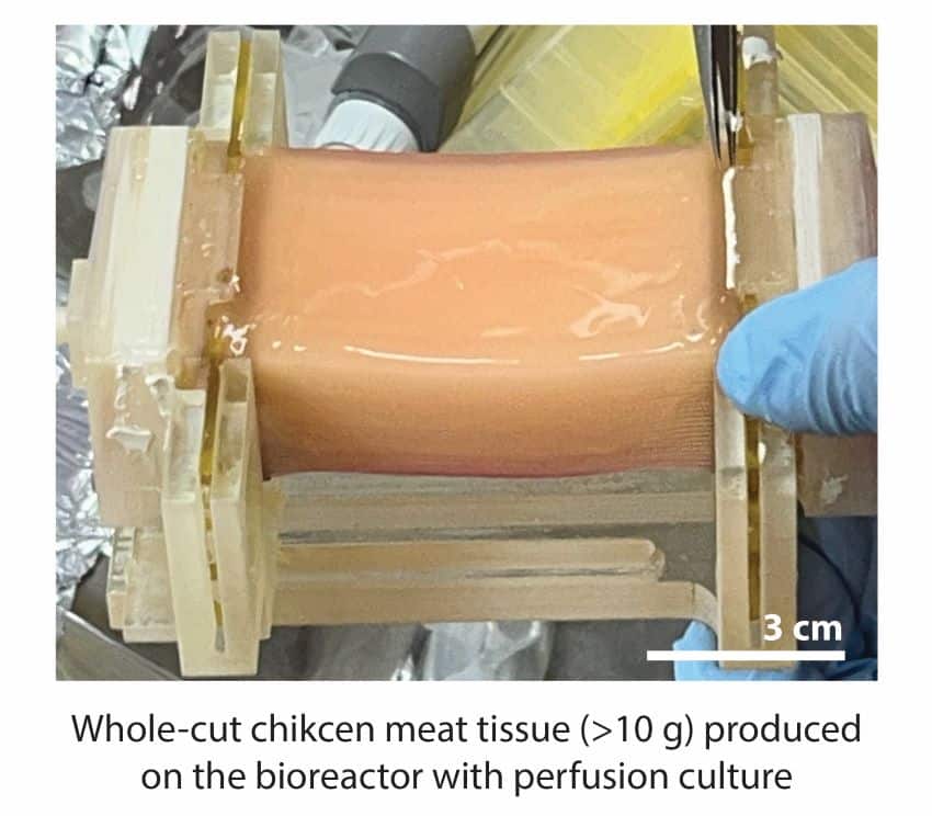 1125 fiber hfb 05 credit shoji takeuchi the university of tokyo 850