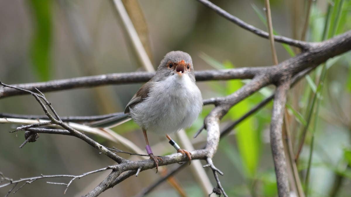 Small bird fairy wren singing on a branch