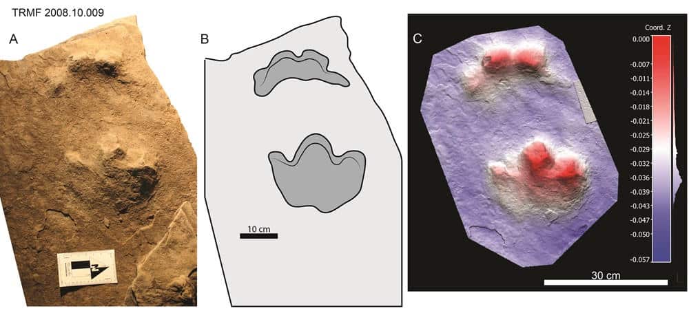 Diagram and scan of dinosaur footprints