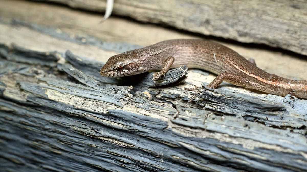 Skink lizard reptile on burnt wood