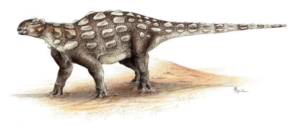 Armoured dinosaur drawing