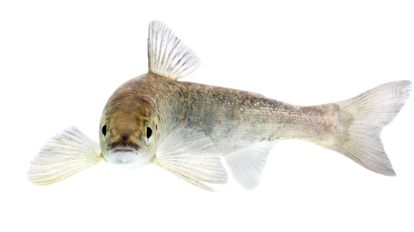 A mid-sized fish, light yellow-grey in colour swims facing the camera in front of a white background