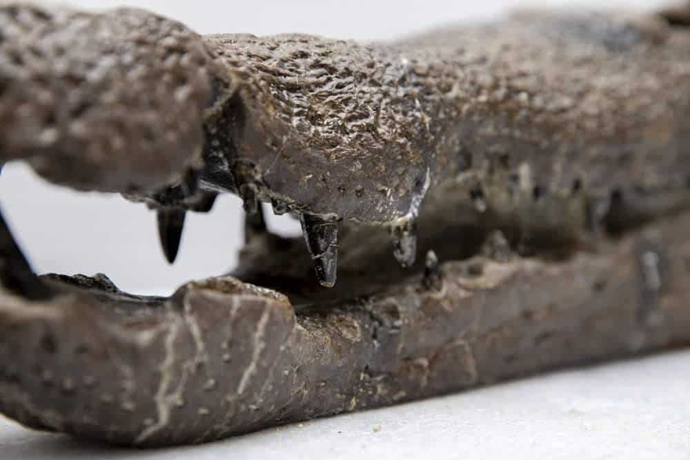 Crocodile skull teeth close up