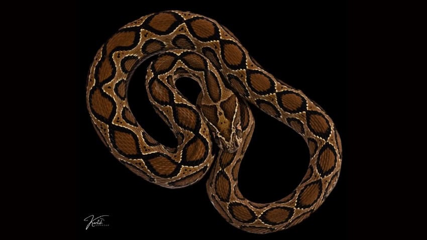 A ligh-brown snake with orange and black diamonds is coiled on a black background