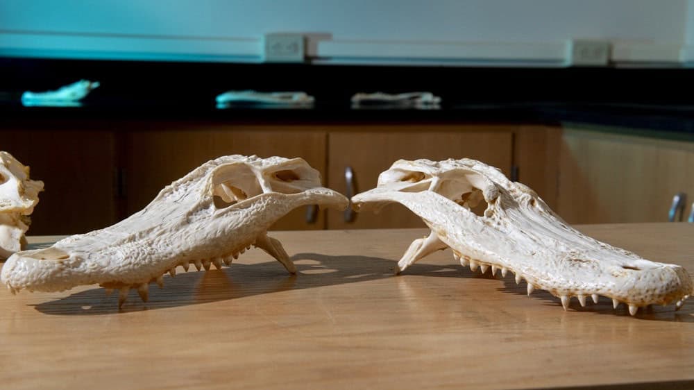 Two crocodile skulls on a desk