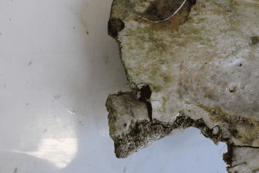 Journal. Pone. 0319847. G006 850