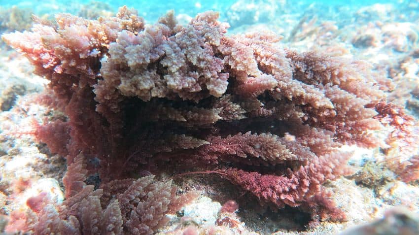 A reddish-coloured soft seaweed growing on coral
