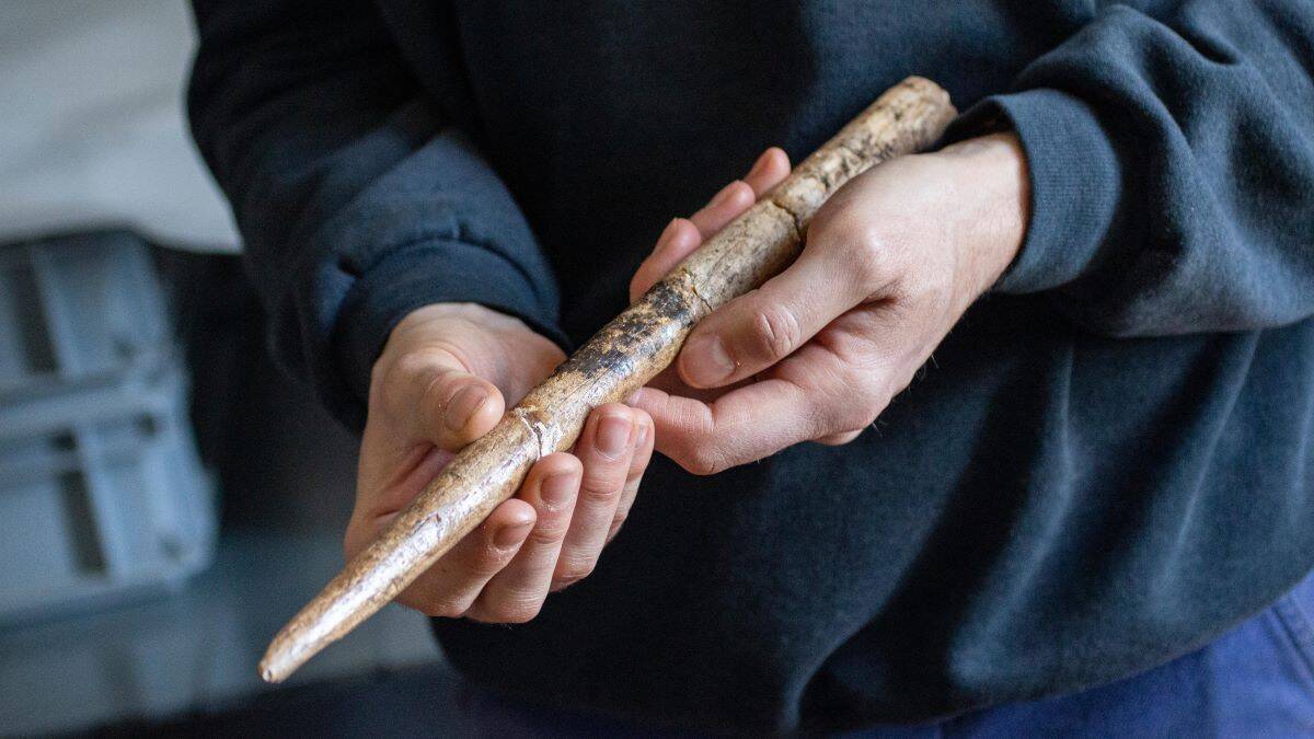 Person holding large pointed tool made from whale bone