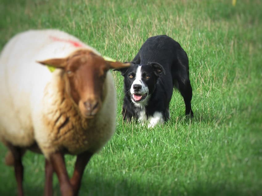 A black and white border collie crouches down on grass while herding a sheep with white wool and brown face and legs