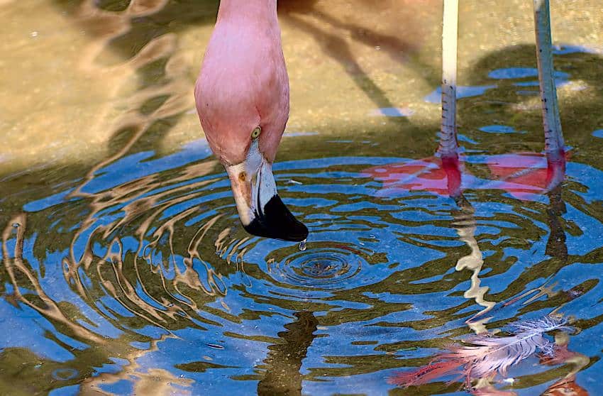 A pink flamingo dunks its head underwater sending out ripples