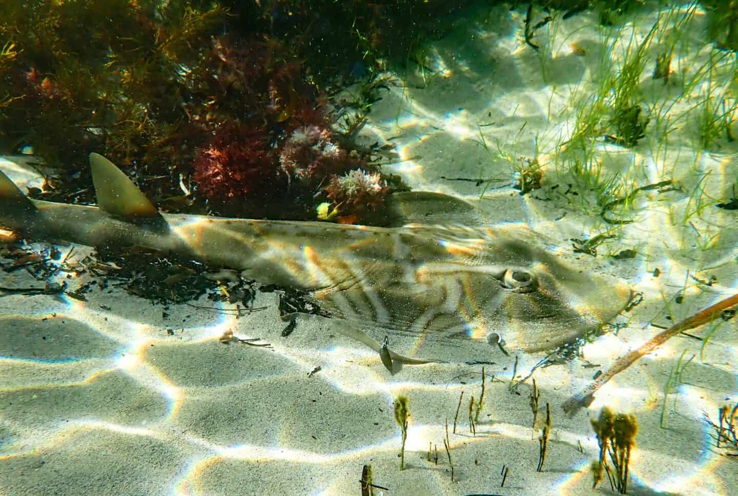 Dead fiddler ray 02 05 2025