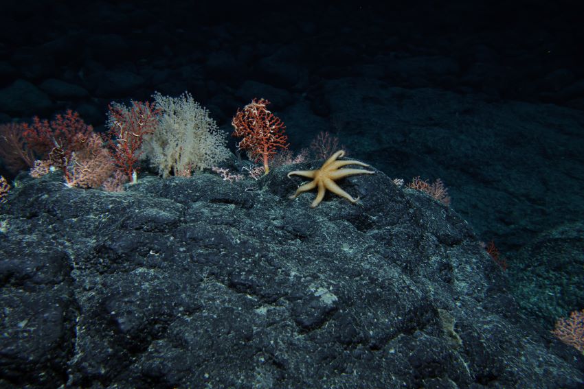Photograph of the seafloor showing coral and starfish