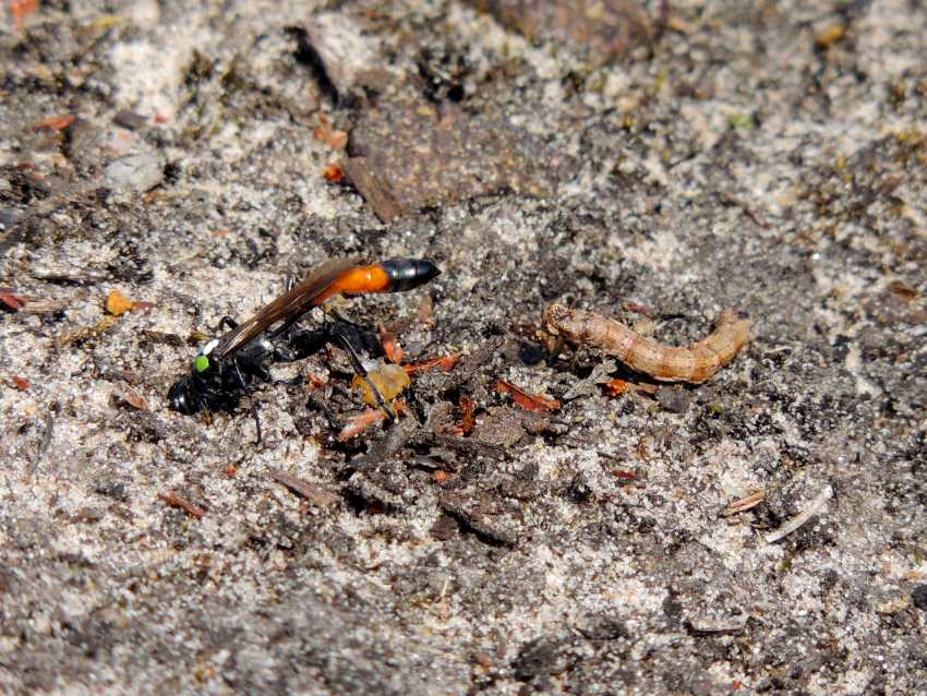Female opening her nest with prey caterpillar behind her 850