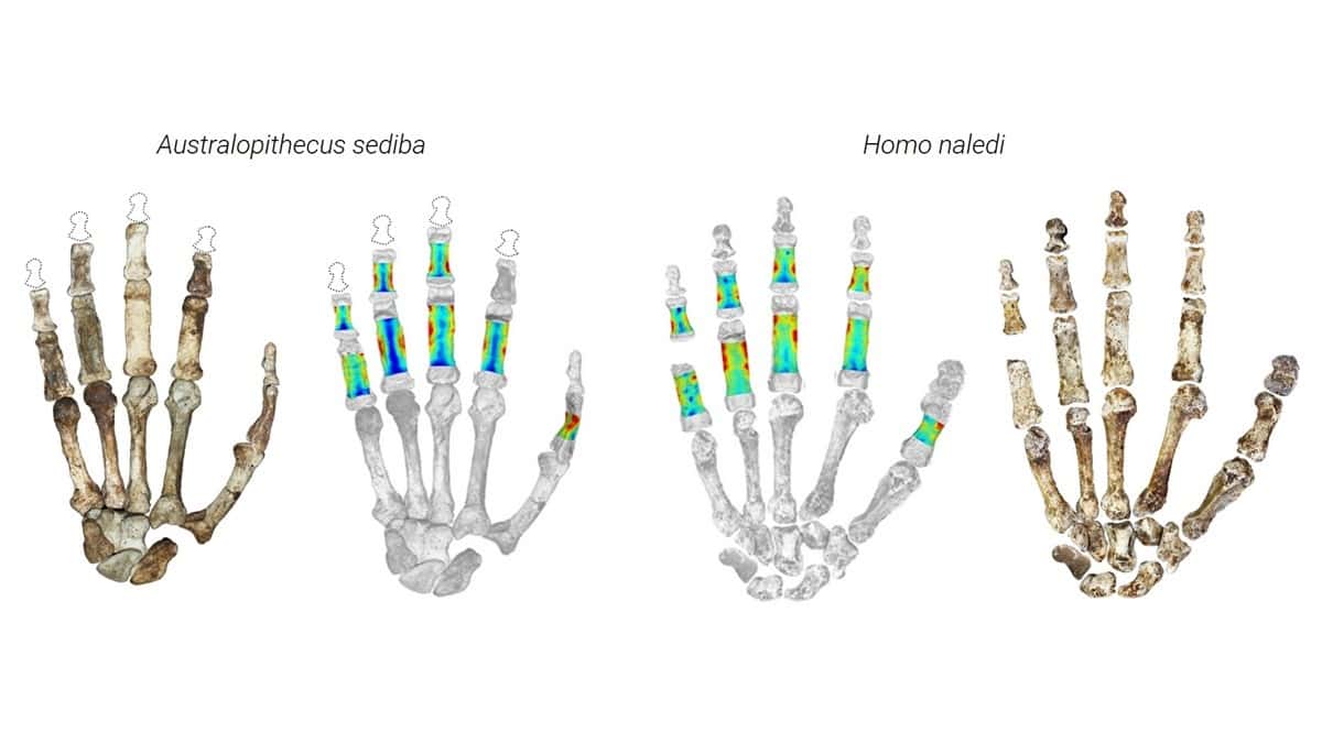 Fossil hands on white background showing stress areas