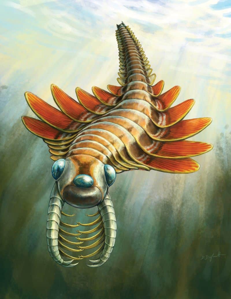 Illustration of ancient underwater arthropod with front appendages