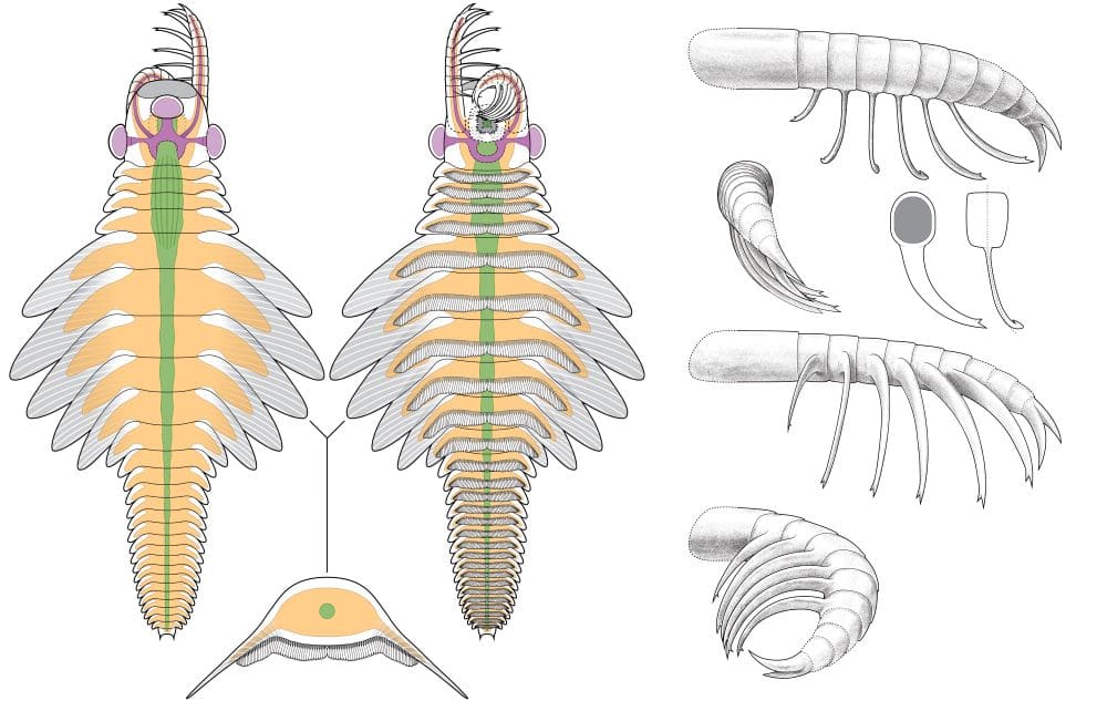 Diagram of ancient arthropod