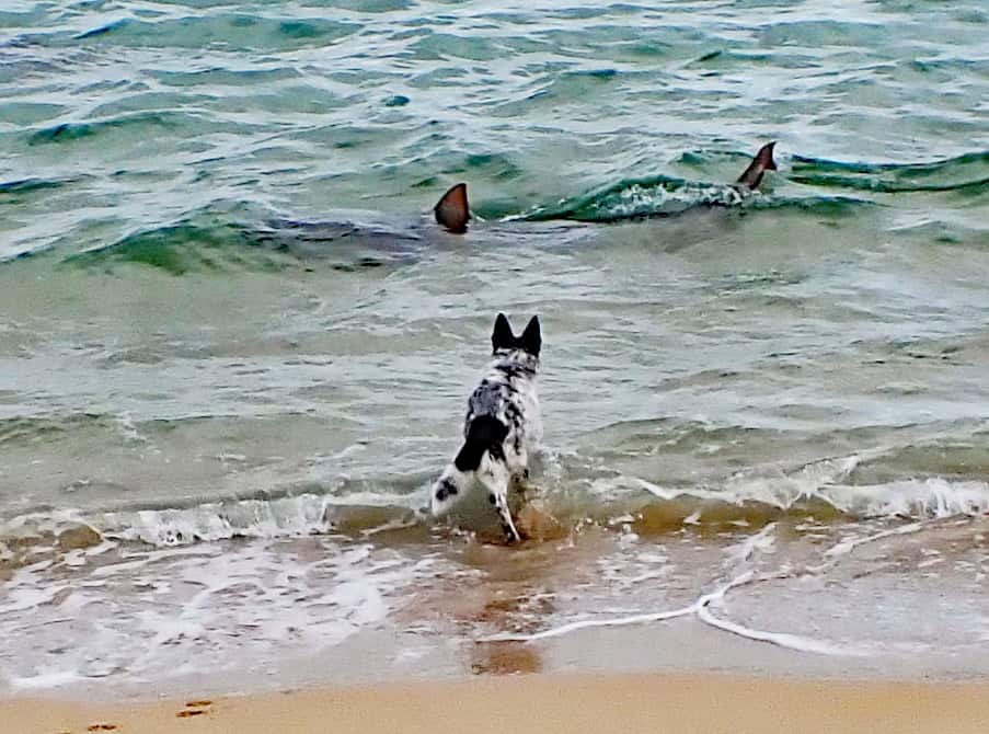 Shark yorkes 01 05 2025