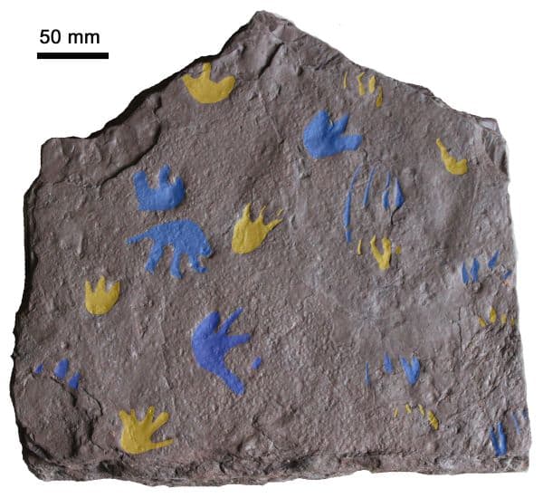 Slab with ancient fossil footprints trackway painted