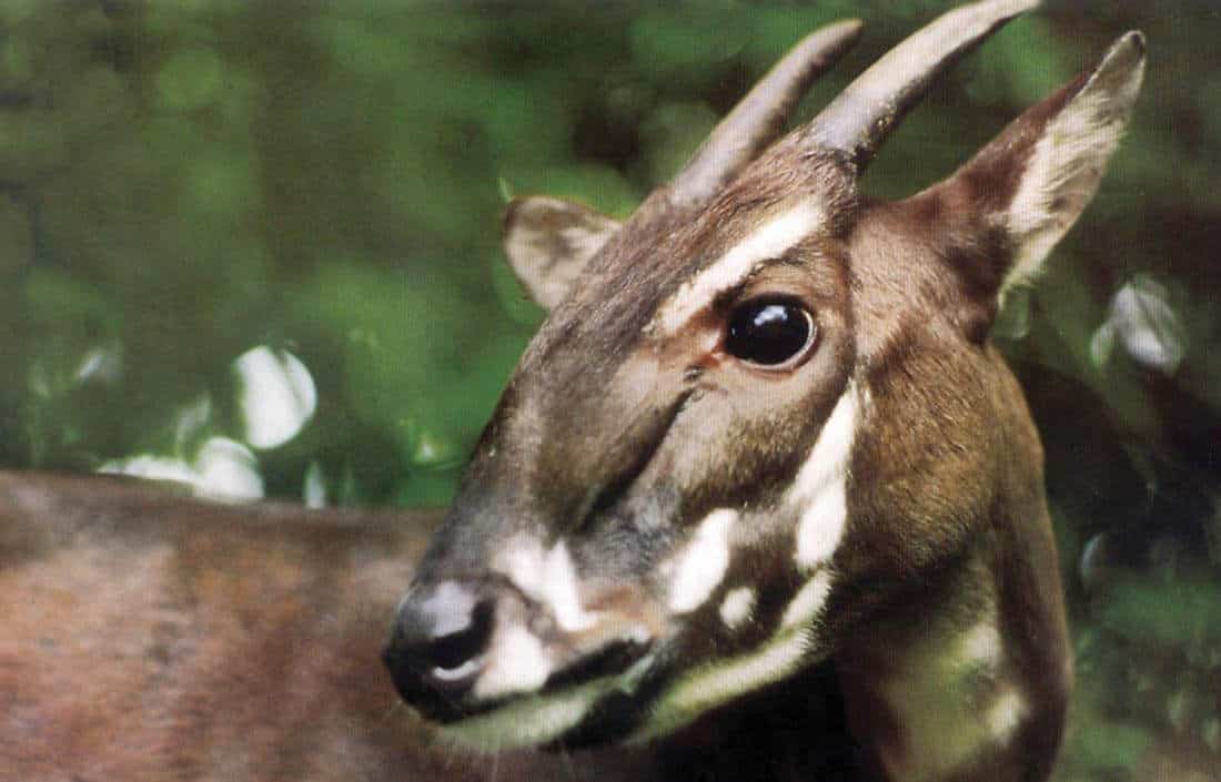 Close up of antelope like mammal brown