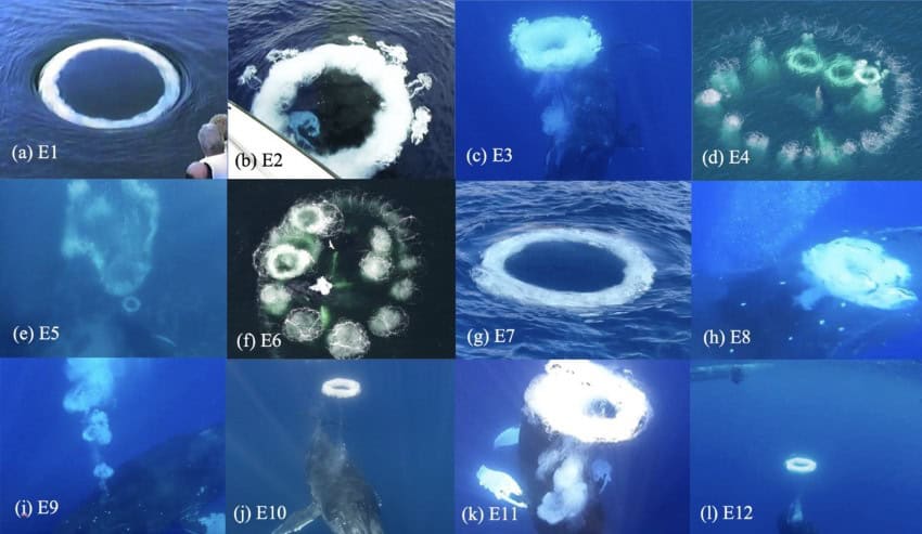12 images of humpback whales blowing ring-shaped bubbles in the water