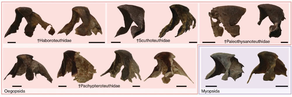 Fossil lower beaks of squids