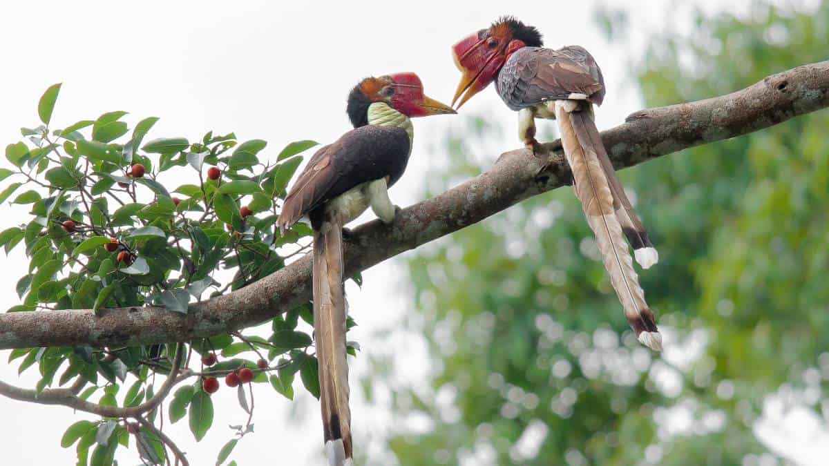 Two birds with horned bills and long tails on branch