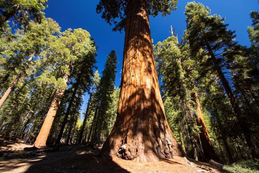 Giant redwood trees rising up into a blue sky