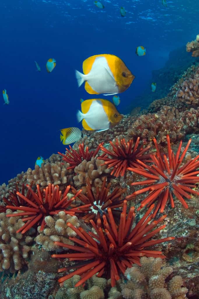 Gettyimages 635826520