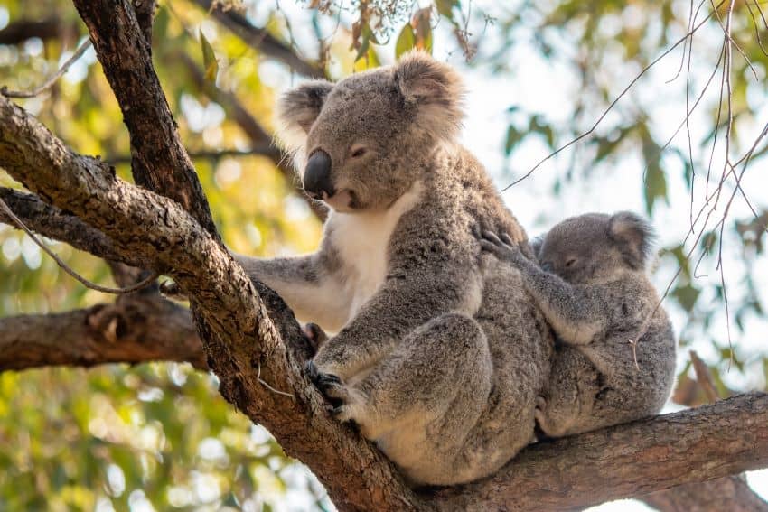 Two koalas sitting on a branch, in front is a mother with her joey sitting behind