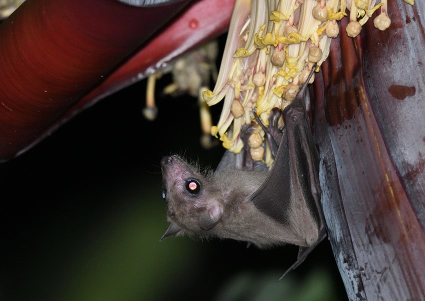 A small brown fruit bat clings to a flowering banana plant. The species has been found to harbour 2 newly discovered viruses in yunnan province, china.