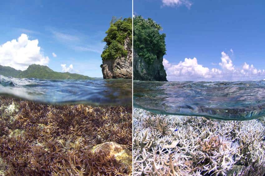 An image taken half submerged to show underwater coral off the coast of a pacific island. On the left image it appears healthy, but on the right side, taken months later, the coral is bleached white